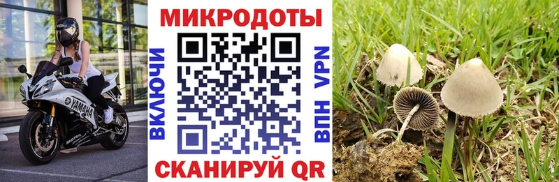 Галлюциногенные грибы Cubensis  Купить  Аша 